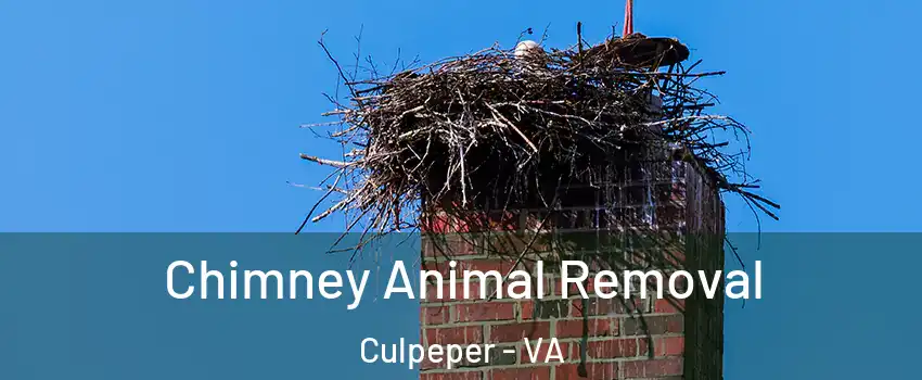  Chimney Animal Removal Culpeper - VA